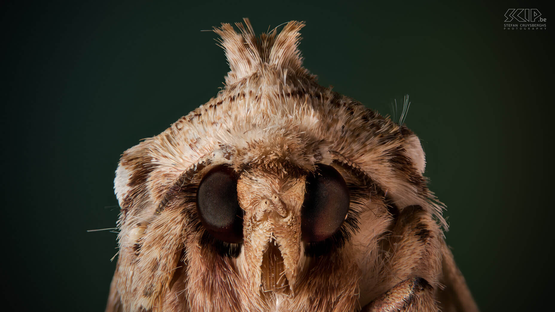 Extreme closeups van insecten - Bleke grasworteluil Dit jaar legde ik mij toe op microfotografie, de overtreffende trap van macrofotografie. Ik ontwikkelende een eigen geautomatiseerde macro rail waarmee ik in stapjes van 100 tot 300 micron (duizendste van millimeter) 30 tot 60 beelden kan maken om deze nadien samen te voegen. Zo kan ik haarscherpe beelden maken van insecten die enkele minuten wil blijven stilzitten. Evident is dat laatste niet en ook technisch is het telkens een hele uitdaging. Door gebruik te maken van tussenringen tussen je camera en macro lens kan je extreme close-ups maken. Maar het grote nadeel is dat de scherptediepte minder dan 1mm is.  Dit is bijna altijd onvoldoende om een insect mooi in beeld te brengen. De oplossing is een geautomatiseerde macro rail die een heel reeks beelden kan maken die je daarna met software kan samenvoegen.<br />
<br />
Er bestaan heel wat dure commerciële oplossingen, maar ik ging zelf aan de slag. M’n schoonvader ontwikkelde de hardware met een rail met stappenmotor en nog wat extra elektronica en 3D geprinte onderdelen. Ikzelf ontwikkelde software voor op m’n Windows PC die mijn Nikon camera aanstuurt en software voor op een Raspberry Pi die de elektronica aanstuurt.Het eindresultaat werkt heel goed en dit zijn mijn beste beelden van extreme close-ups van insecten. Stefan Cruysberghs